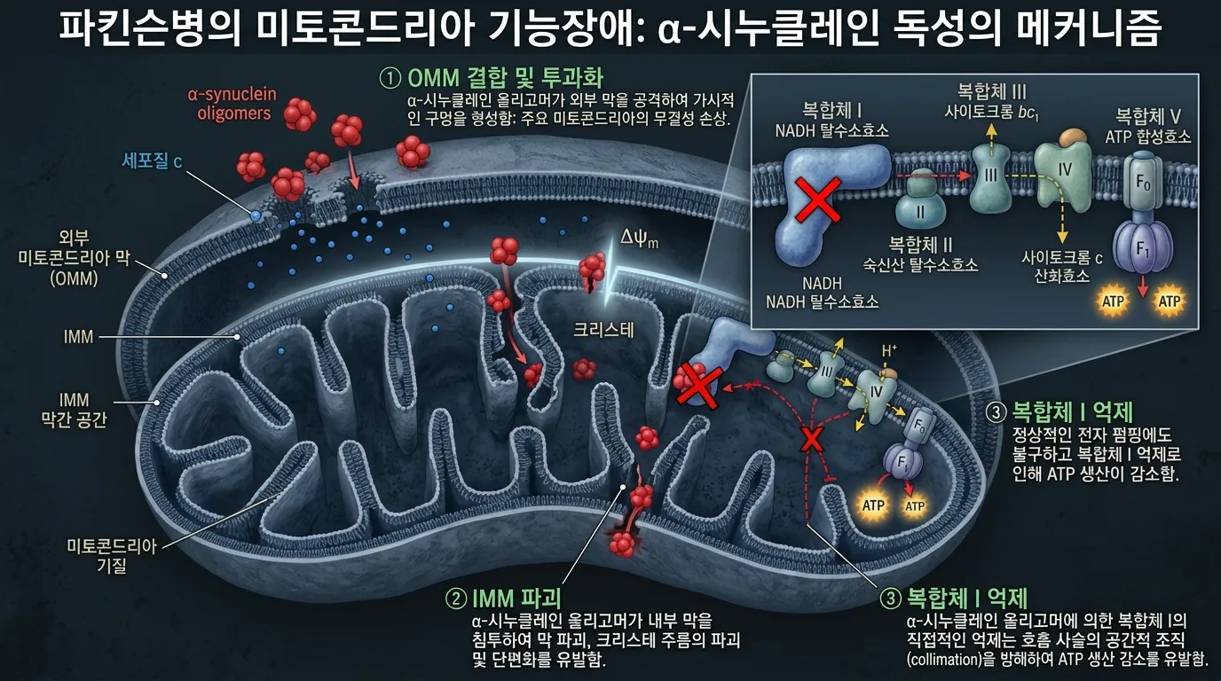 미토콘드리아 기능장애 — 알파-시뉴클레인 독성의 메커니즘